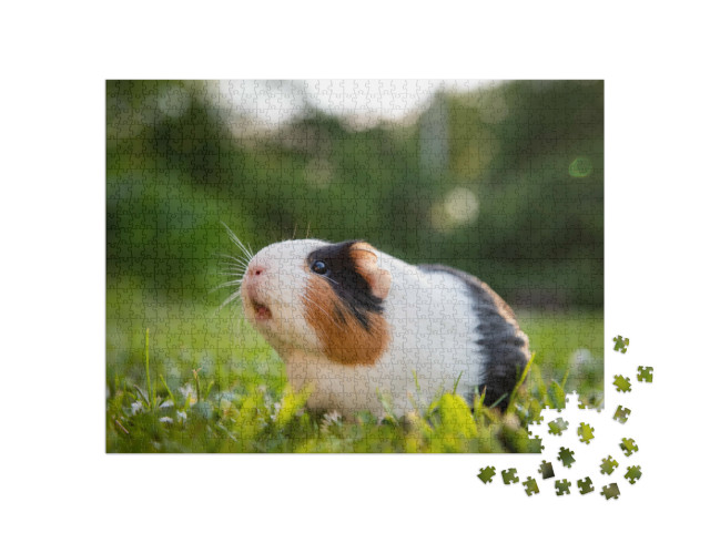 Puzzle 1000 Teile „Meerschweinchen auf einer Wiese“