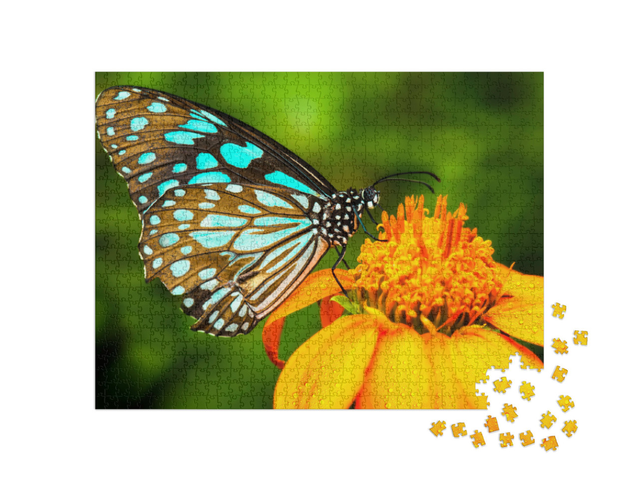 Puzzle 1000 Teile „Naturszene: blauer Schmetterling auf einer gelben Blüte“