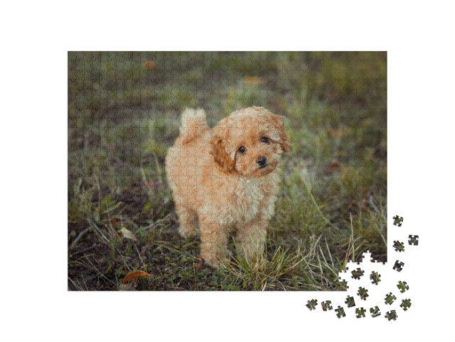 Puzzle 1000 Teile „Kleiner brauner Pudelwelpe“