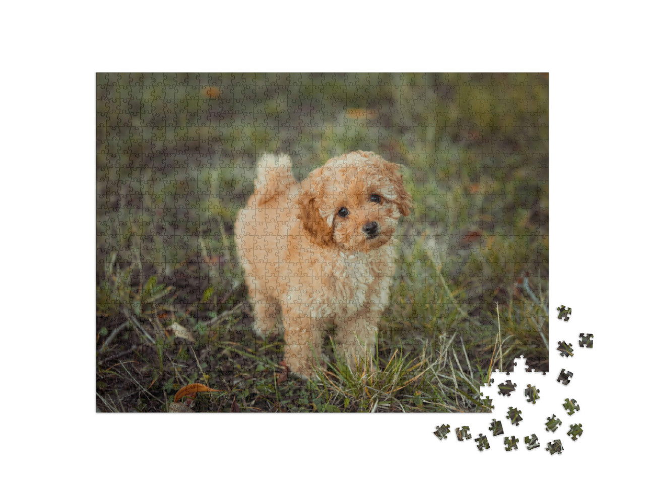 Puzzle 1000 Teile „Kleiner brauner Pudelwelpe“