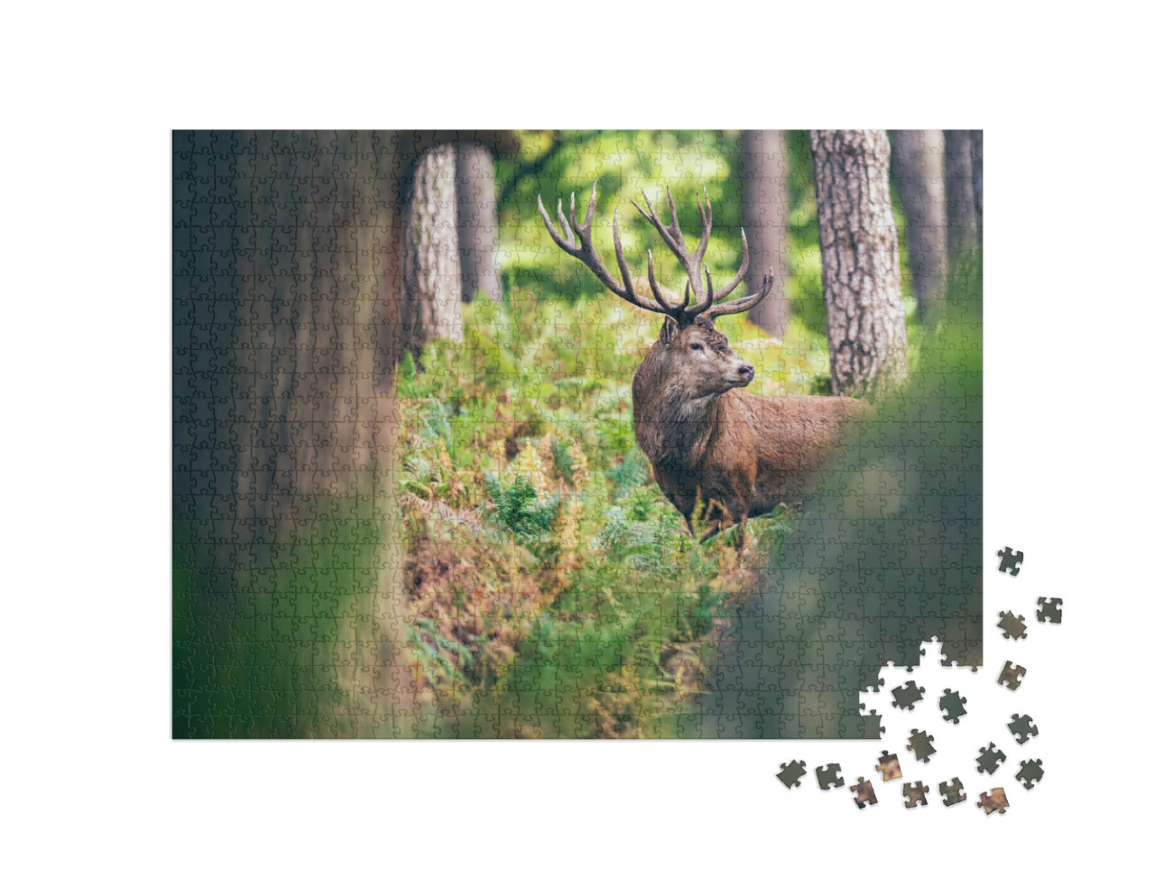 Puzzle 1000 Teile „Rothirsch zwischen Farnen im Herbstwald“