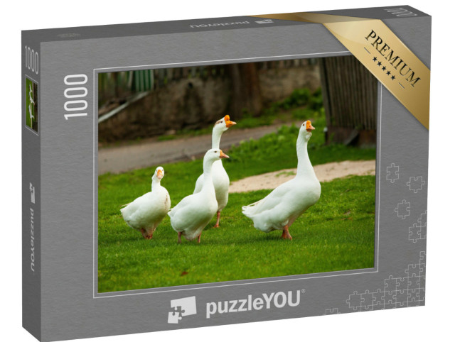 Puzzle 1000 Teile „Weiße Hausgänse auf der Weide“