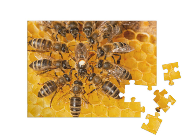 Puzzle 48 Teile „Bienenkönigin umgeben von Arbeiterinnen“