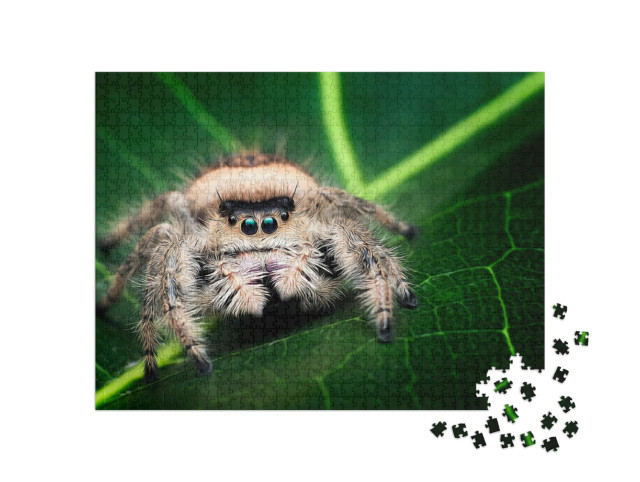 Puzzle 1000 Teile „Illustration einer weiblichen Springspinne“