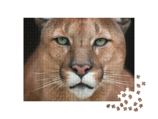 Puzzle 1000 Teile „Nahaufnahme eines Pumas“