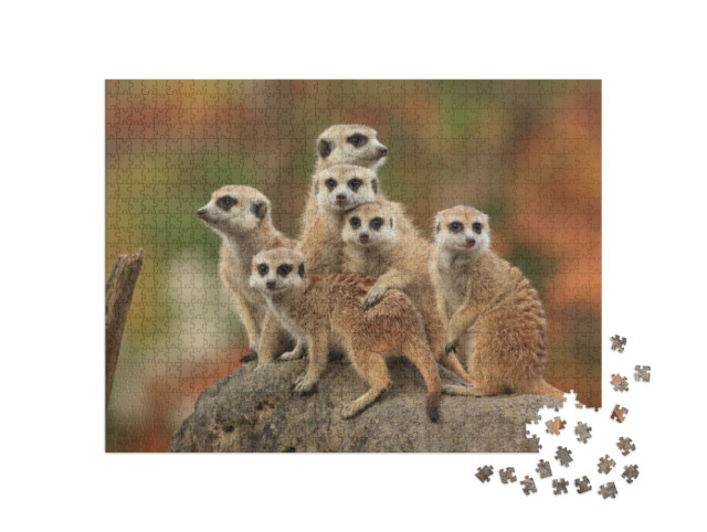 Puzzle 1000 Teile „Gruppe von Erdmännchen“