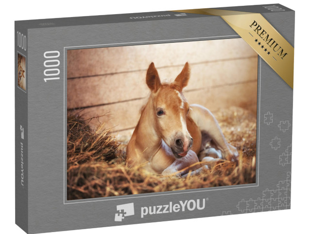 Puzzle 1000 Teile „Ein Haflingerfohlen im Stall“