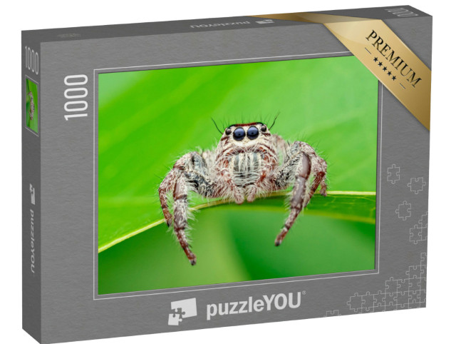 Puzzle 1000 Teile „Hyllus - die Webspinne, auch bekannt als Riesenspinne oder Springspinne“
