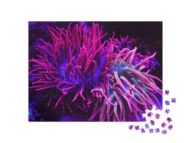 Puzzle 1000 Teile „Strahlend violette Korallen in einem Aquarium“