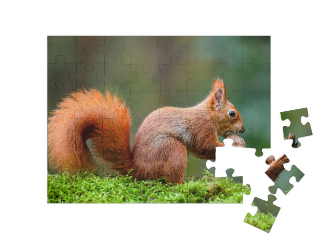 Puzzle 48 Teile „Ein rotes Eichhörnchen frisst eine Nuss auf einem Moosstamm“