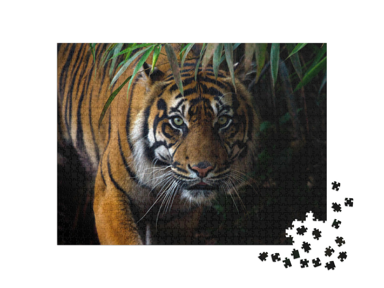 Puzzle 1000 Teile „Schöner Sumatra-Tiger auf Beutezug“