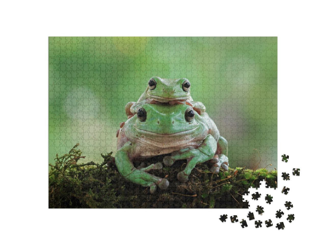 Puzzle 1000 Teile „Weiblicher weißer Laubfrosch mit Jungtier “