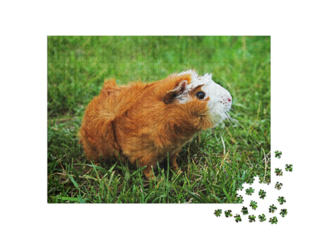 Puzzle 1000 Teile „Rotes Abessinier-Meerschweinchen auf grünem Gras“