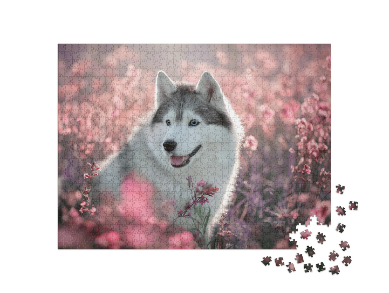 Puzzle 1000 Teile „Wundeschöner Husky auf einem blühenden Feld“