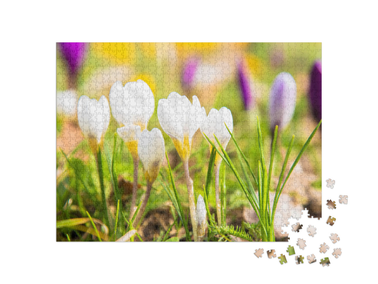 Puzzle 1000 Teile „Die ersten Krokusse“