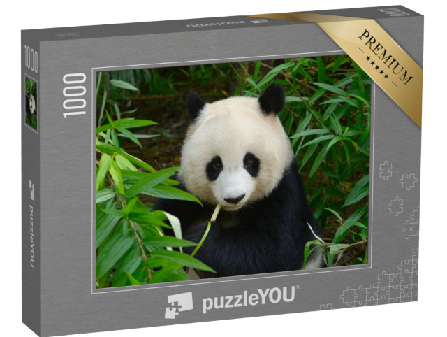 Puzzle 1000 Teile „Riesenpandabär im Bambus, Chengdu, China“