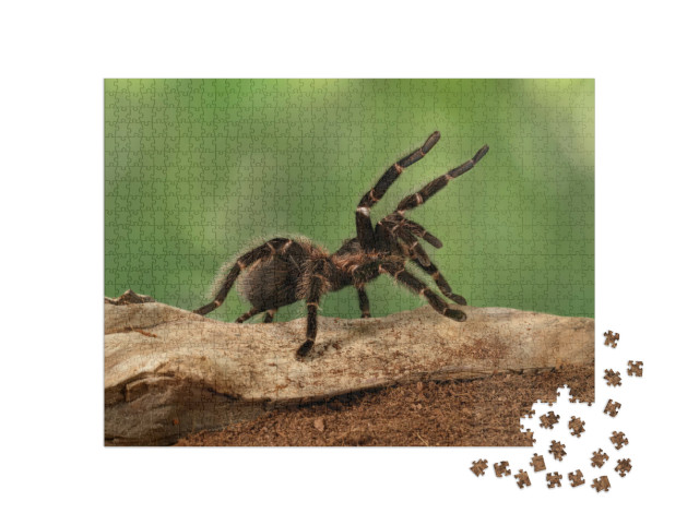 Puzzle 1000 Teile „Nahaufnahme eines Tarantula-Weibchens in bedrohlicher Haltung“