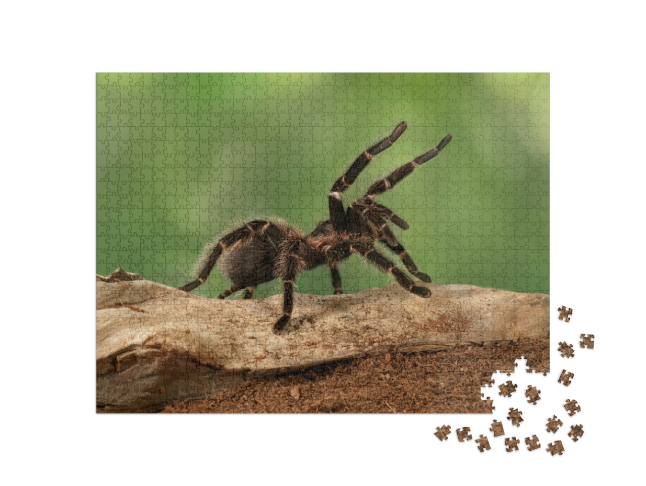 Puzzle 1000 Teile „Nahaufnahme eines Tarantula-Weibchens in bedrohlicher Haltung“