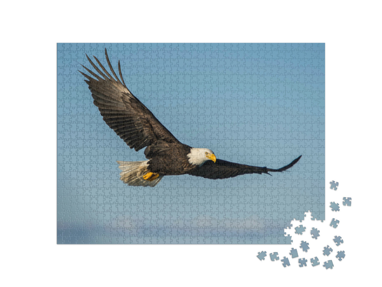 Puzzle 1000 Teile „Weißkopfseeadler, der gegen den klaren blauen Himmel Alaskas aufsteigt“