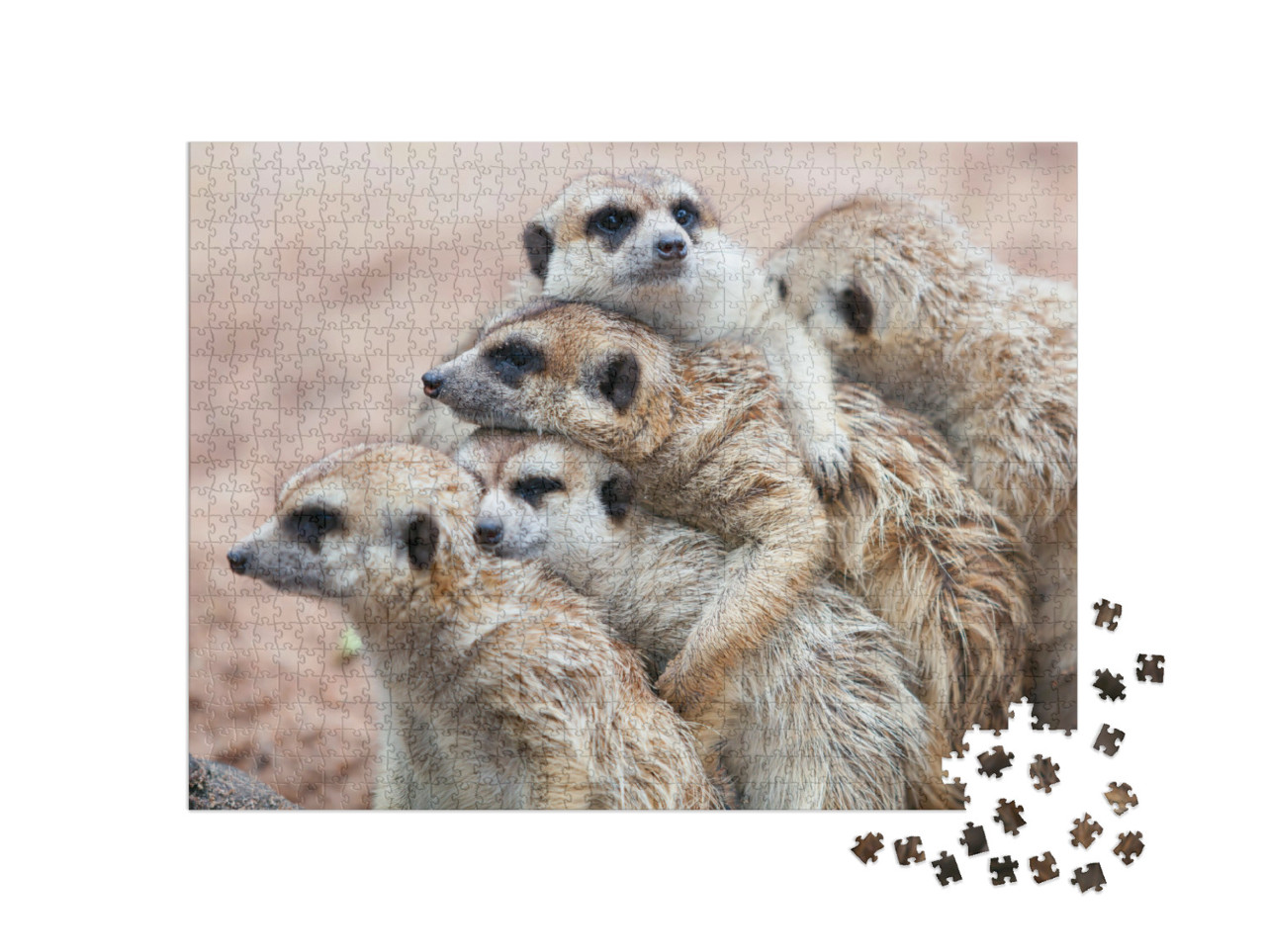 Puzzle 1000 Teile „Erdmännchen umarmen sich an einem regnerischen Tag  “