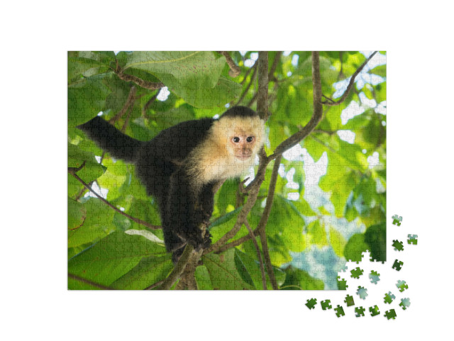 Puzzle 1000 Teile „Weißkopfkapuzineräffchen, Manuel Antonio, Regenwald von Costa Rica“