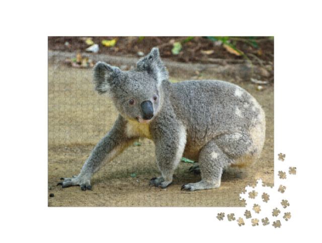 Puzzle 1000 Teile „Nahaufnahme eines Koalas“