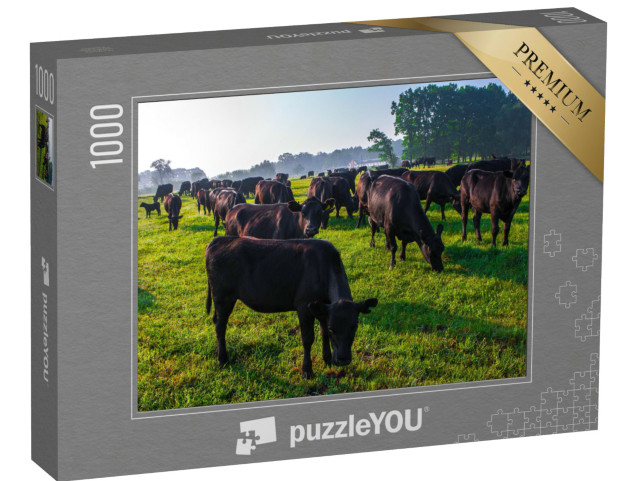 Puzzle 1000 Teile „Eine Herde schwarzer Aberdeen-Angus-Kühe im grünen Gras“