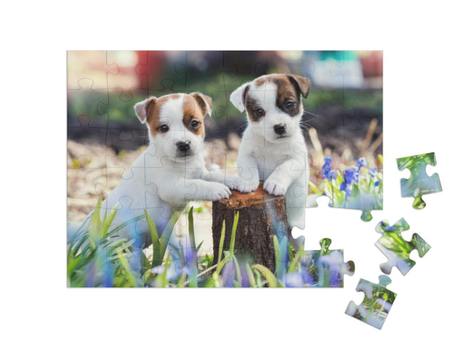 Puzzle 48 Teile „Zwei süße Jack Russell Welpen“