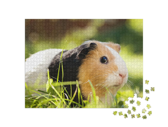 Puzzle 1000 Teile „Ein süßes dreifarbiges Meerschweinchen“
