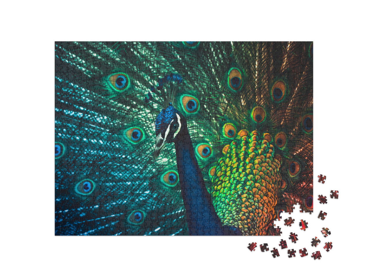 Puzzle 1000 Teile „Männlicher Pfau, Los Angeles Arboretum“