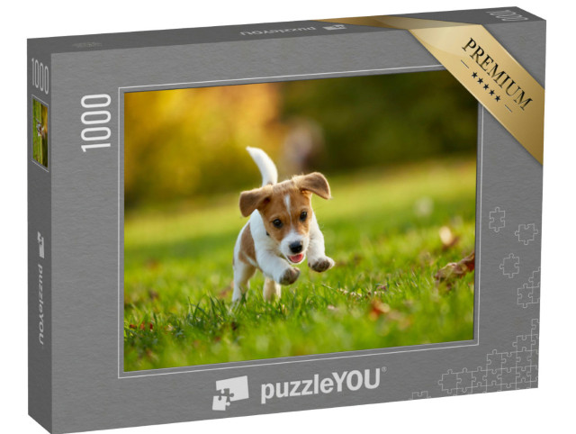 Puzzle 1000 Teile „Jack Russell Terrier beim Spielen im herbstlichen Park“