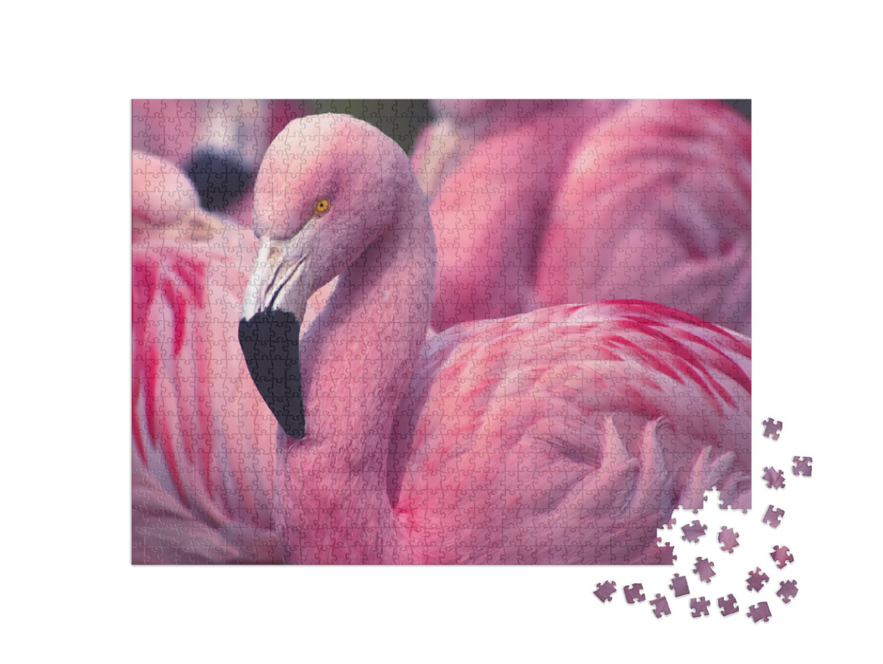 Puzzle 1000 Teile „Flamingo aus Chile“