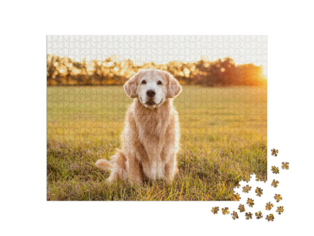 Puzzle 1000 Teile „Golden Retriever auf einer Wiese im Sonnenuntergang“