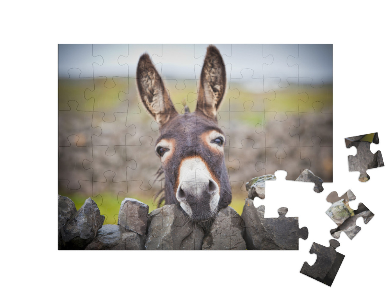 Puzzle 48 Teile „Ein neugieriger Esel“