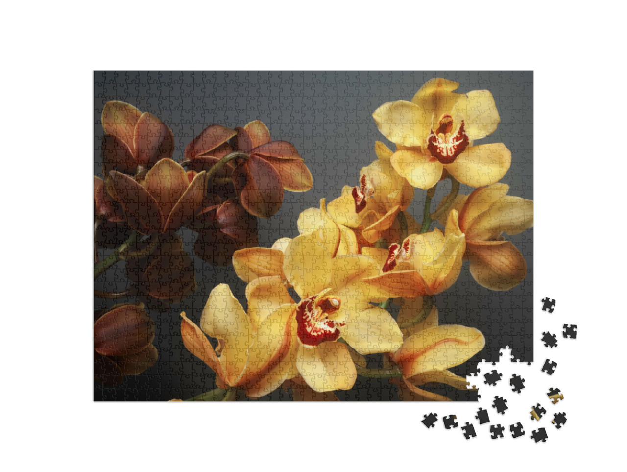 Puzzle 1000 Teile „Wunderschöne gelbe und braune Cymbidium Orchideen“