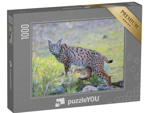 Puzzle 1000 Teile „Iberischer Luchs in der Sierra Morena, Andalusien“