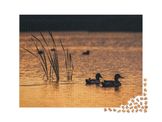 Puzzle 2000 Teile „Enten im Wasser des Sees während des Sonnenaufgangs“