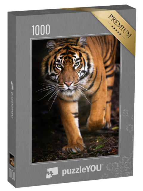 Puzzle 1000 Teile „Junger Sumatra-Tiger“