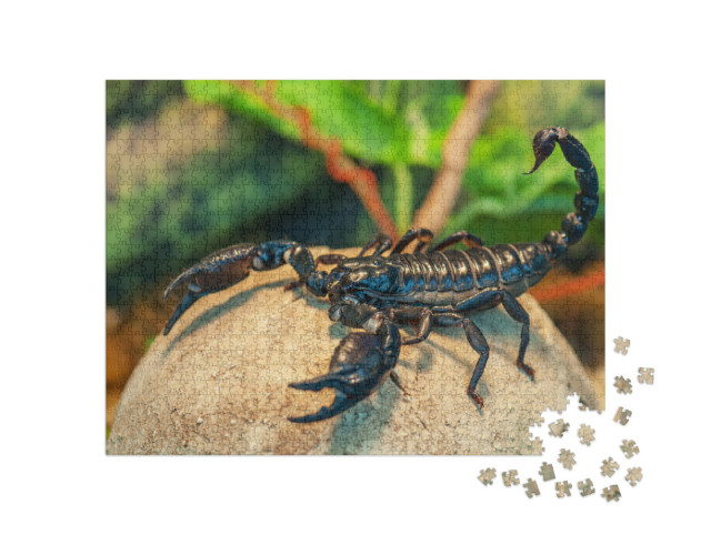 Puzzle 1000 Teile „Schwarzer Skorpion, auch bekannt als Kaiserskorpion“