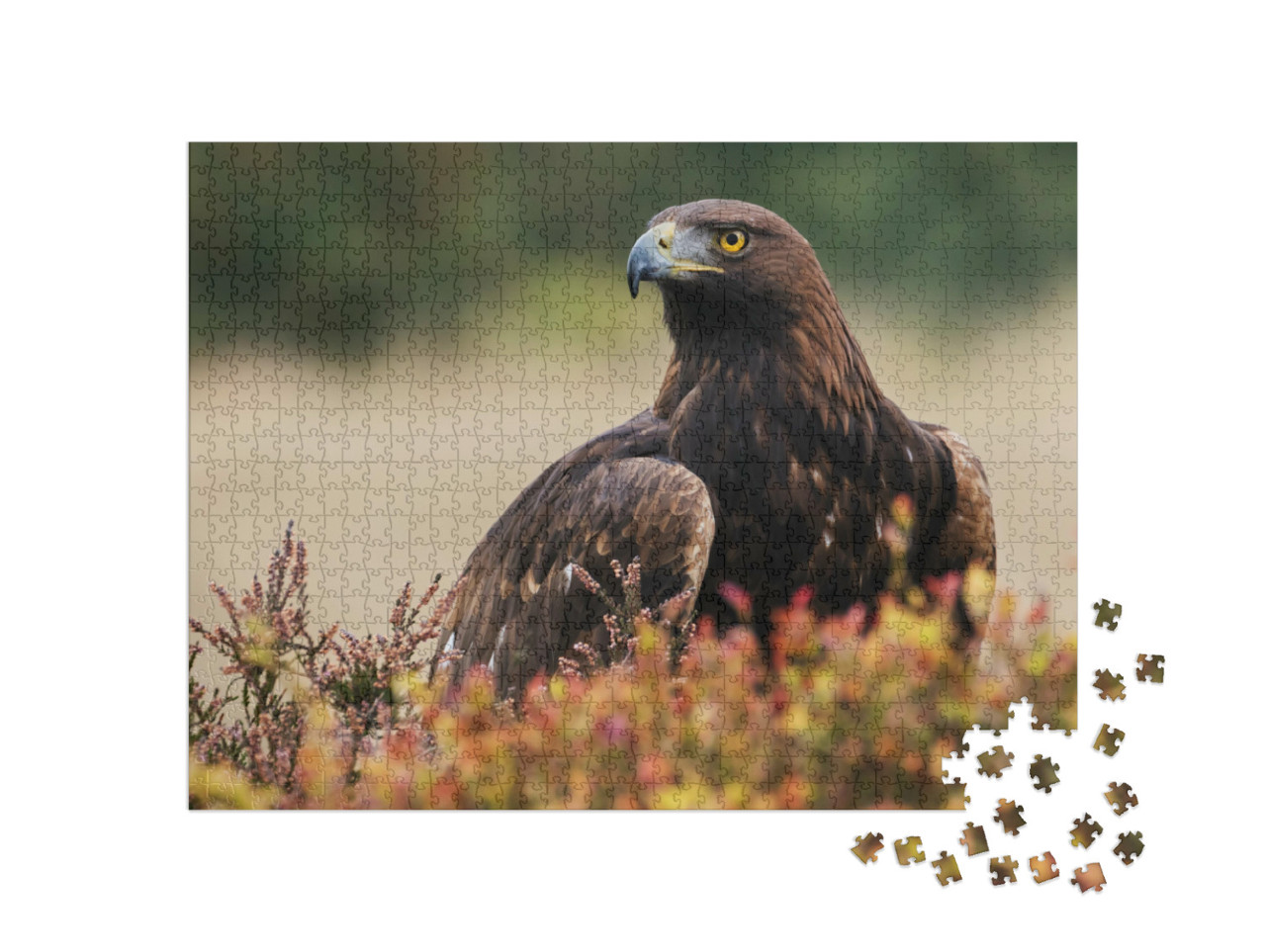 Puzzle 1000 Teile „Ein Steinadler schaut sich um“