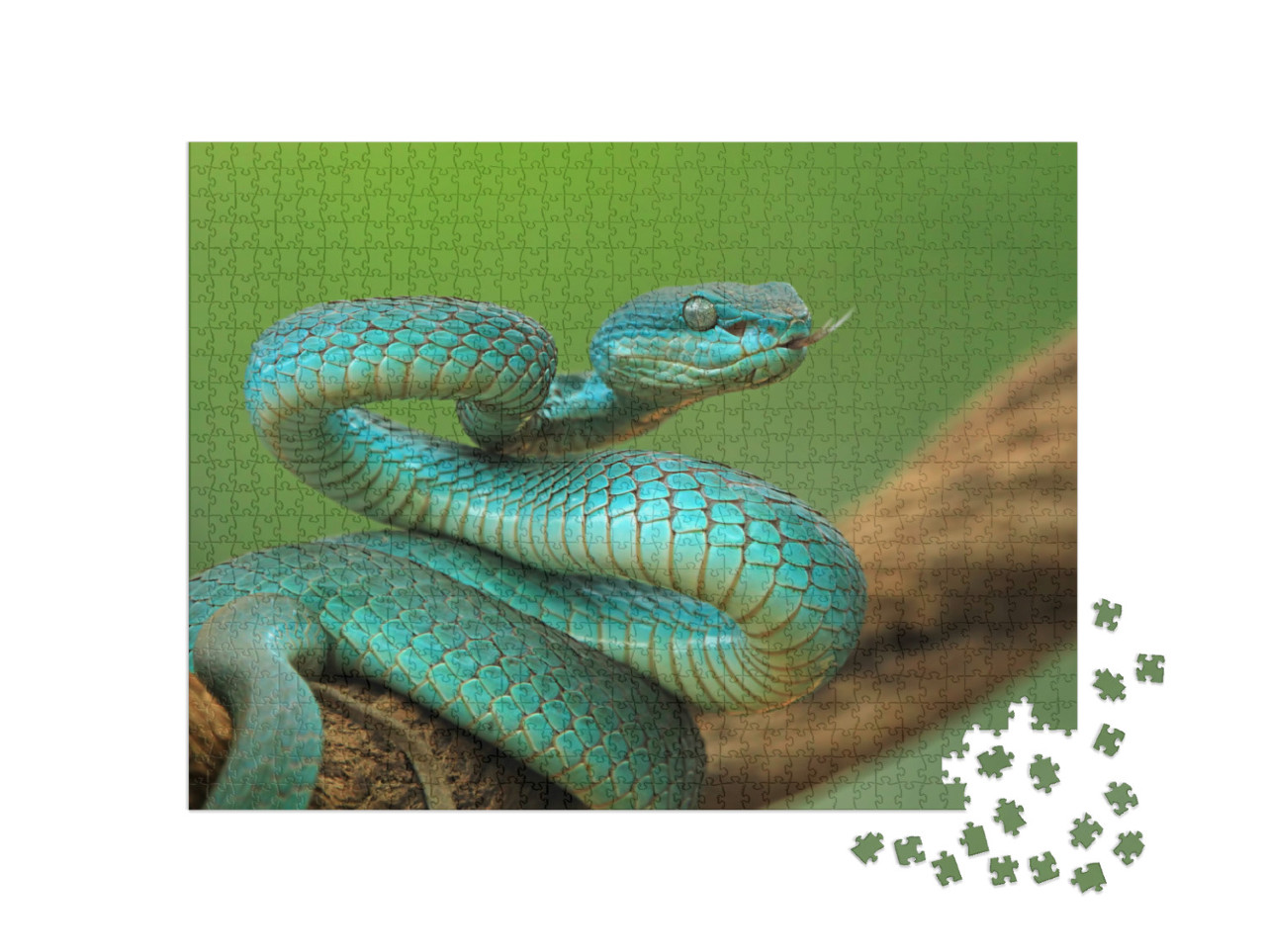 Puzzle 1000 Teile „Viper auf einem Zweig, angriffsbereite blaue Inselschlange “