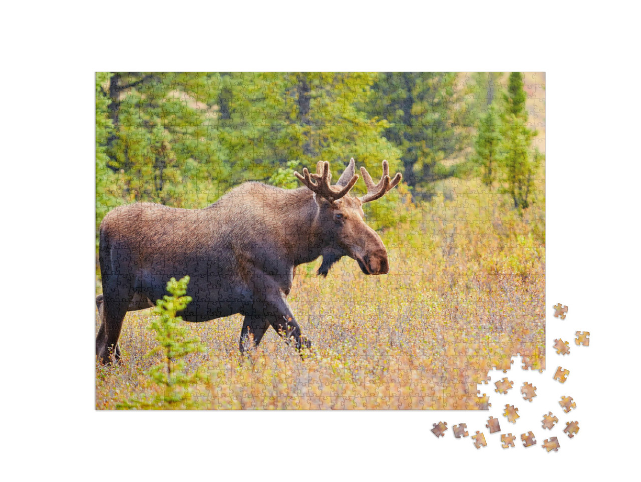 Puzzle 1000 Teile „Elch, Denali-Nationalpark, Alaska, USA“