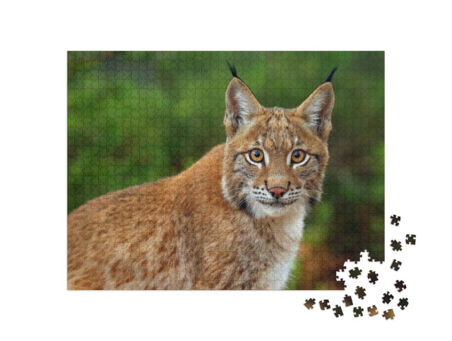 Puzzle 1000 Teile „Der Eurasische Luchs, Portraitaufnahme“