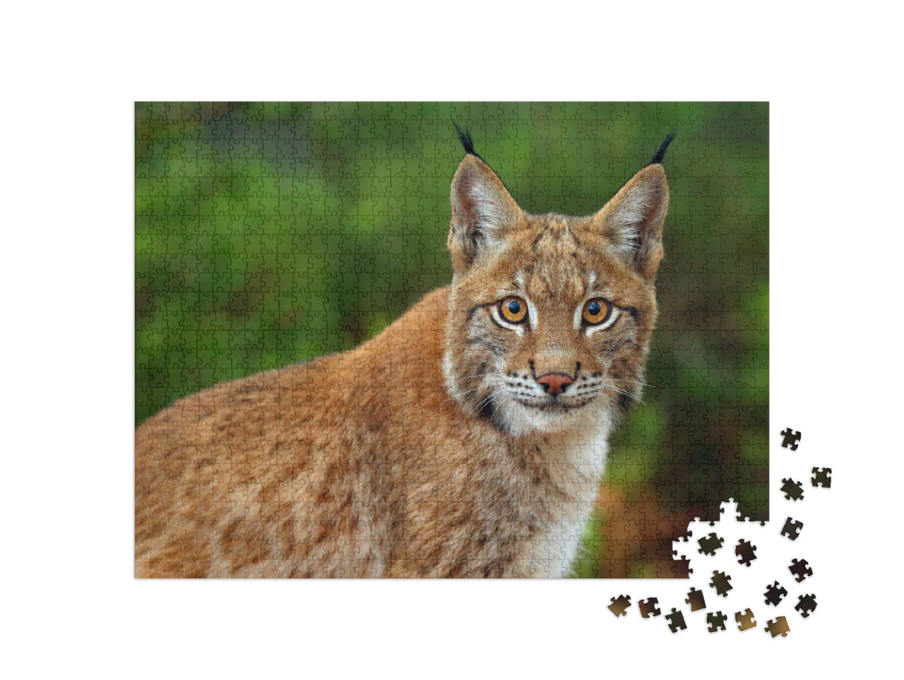 Puzzle 1000 Teile „Der Eurasische Luchs, Portraitaufnahme“
