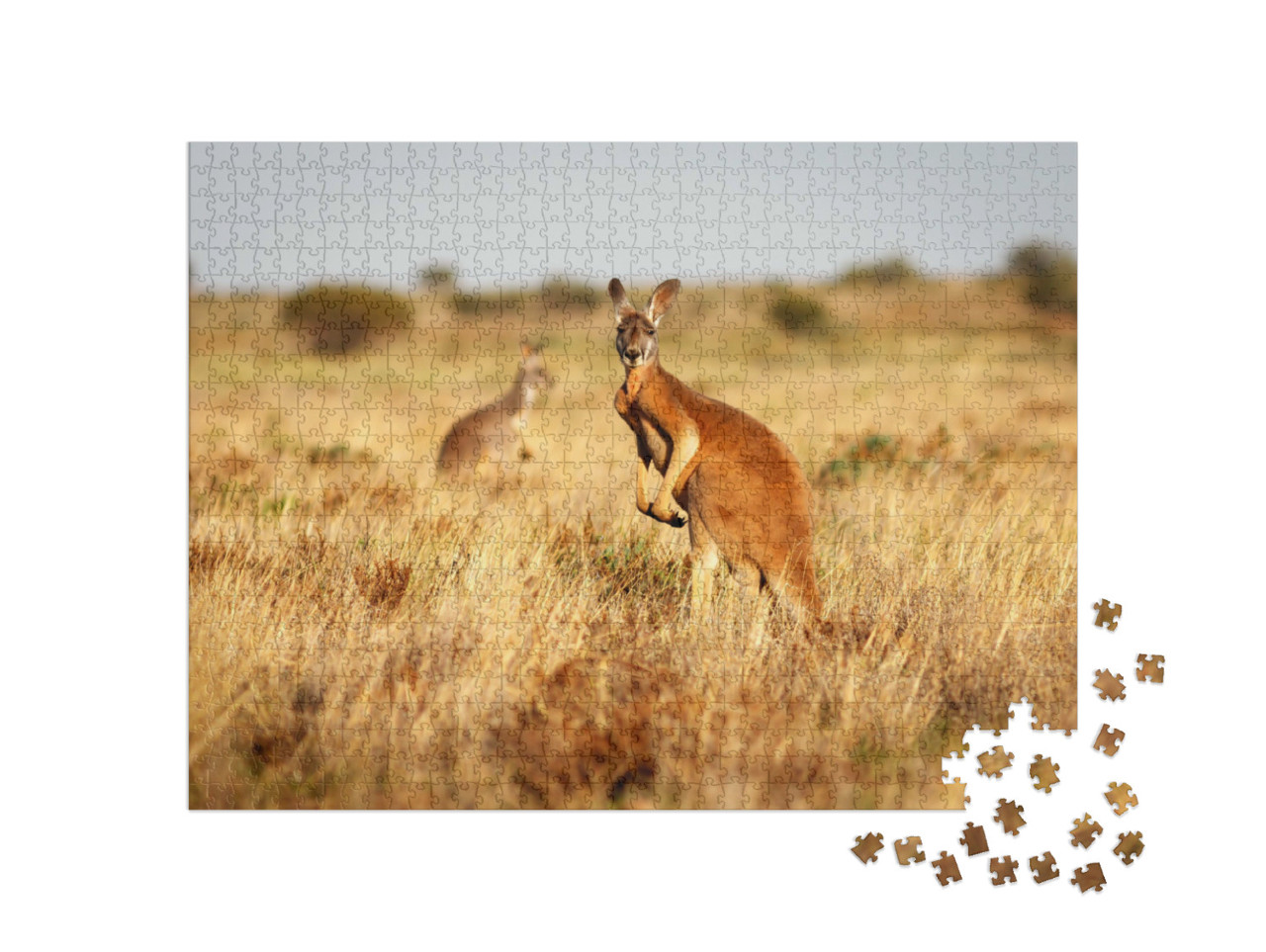 Puzzle 1000 Teile „Rotes Känguru im Grasland des australischen Outbacks“