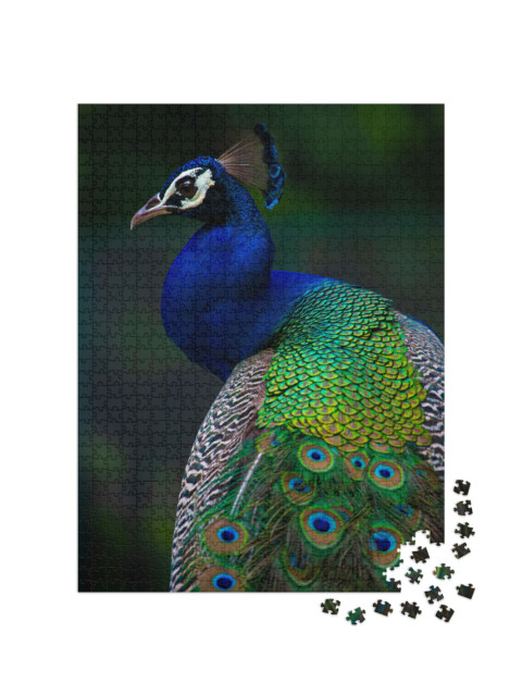 Puzzle 1000 Teile „Indischer Pfau “