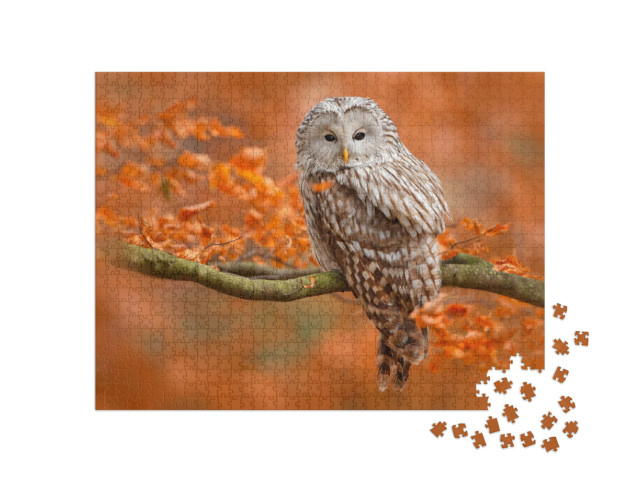 Puzzle 1000 Teile „Herbstaufnahme mit Eule, Uralkauz, sitzt auf Ast im Eichenwald, Norwegen“