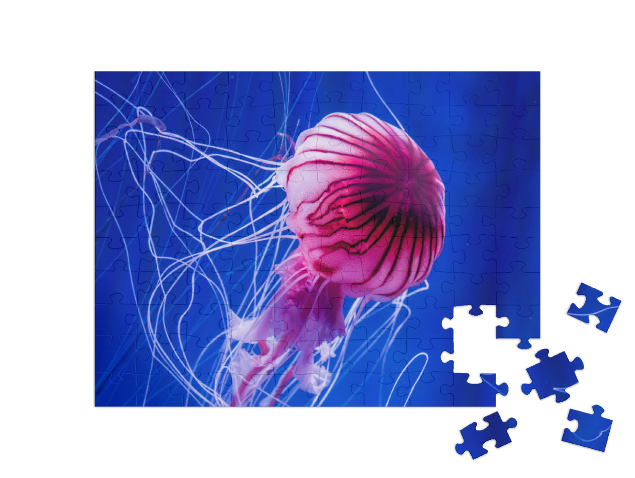 Puzzle 100 Teile „Rosa Qualle vor einem blauen Meereshintergrund“