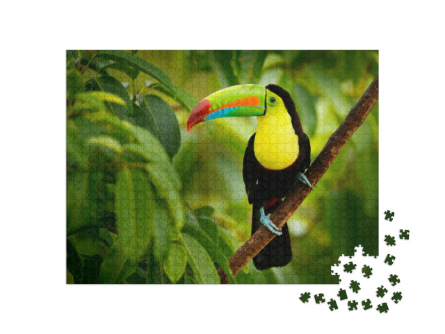Puzzle 1000 Teile „Tukan auf Costa Rica“