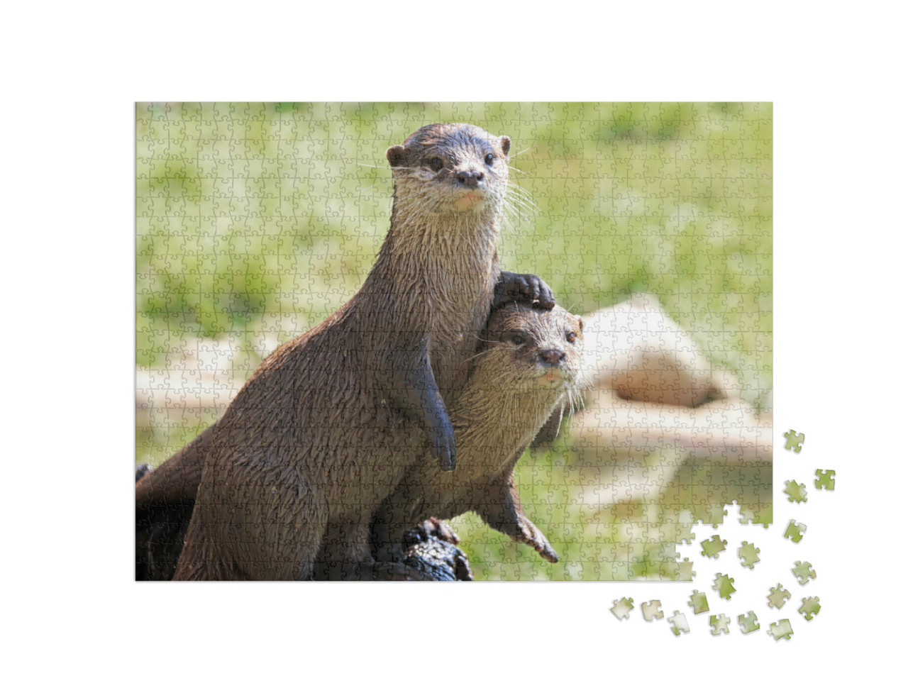 Puzzle 1000 Teile „Zwei aufmerksame Flussotter“
